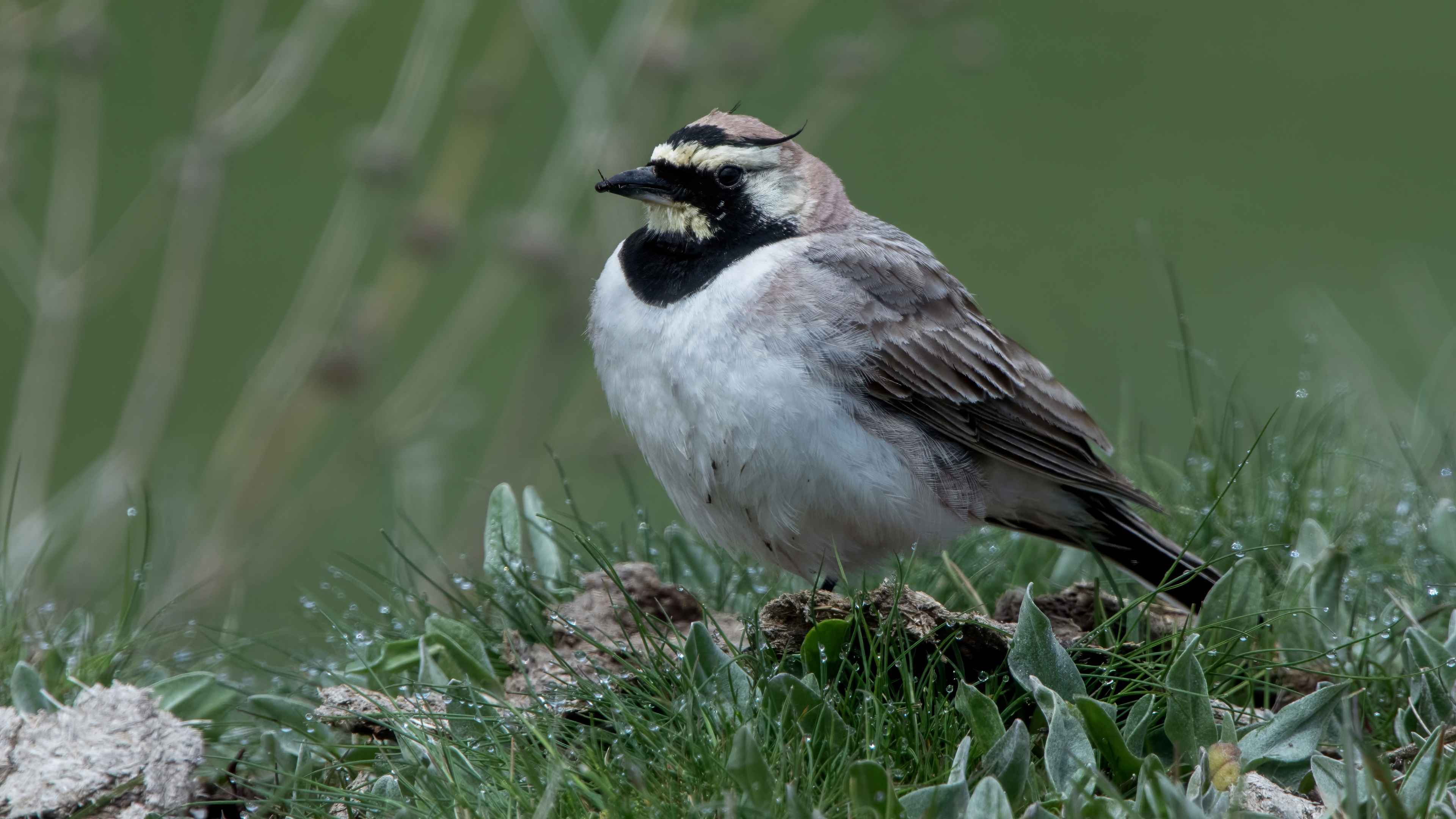 Horned Lark